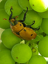 Click to enlarge grapevine beetle 04