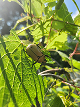 Click to enlarge grapevine beetle 05
