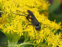 Click to enlarge half-belted blue-black spider wasp 01