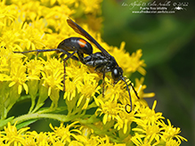 half-belted blue-black spider wasp - Featured photo