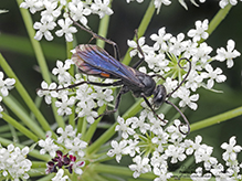 Click to enlarge half-belted blue-black spider wasp 04