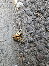 Click to enlarge harnessed tiger moth 04