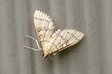 hollow-spotted blepharomastix moth - Featured photo