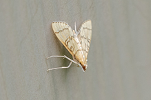 hollow-spotted blepharomastix moth 02