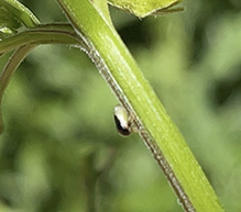 honeylocust treehopper 01