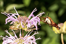 hummingbird clearwing 29