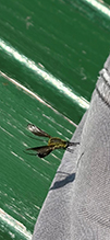 hunchback bee fly 18
