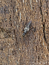 Click to enlarge hybotid dance fly (Tachypeza sp.) 01