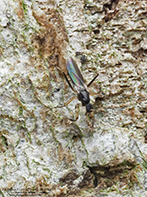 hybotid dance fly (Tachypeza sp.) - Featured photo