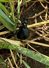 Click to enlarge impressive meloine beetle 31