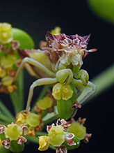 jagged ambush bug 09