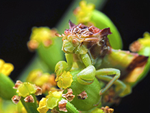 jagged ambush bug 10