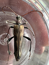 ladder-marked longhorn beetle - Featured photo