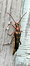 Click to enlarge ladder-marked longhorn beetle 06