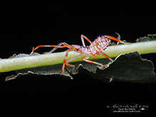 leaf-footed bug (Acanthocephala terminalis)