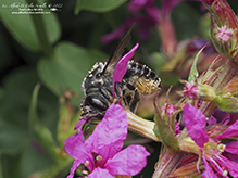leafcutter, mortar, or resin bee (Megachile sp.)