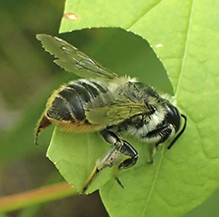 leafcutter, mortar, or resin bee (Megachile sp.)