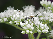 leafcutter, mortar, or resin bee (Megachile sp.)