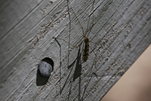 limoniid crane fly (Limonia annulata)