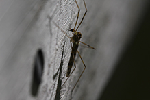 limoniid crane fly (Limonia annulata)