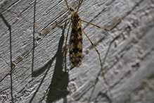 limoniid crane fly (Limonia annulata)