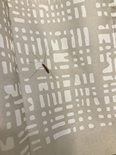 limoniid crane fly (Limonia annulata)