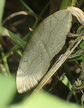 litter moth (Zanclognatha sp.)
