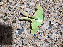 luna moth 04