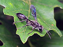 Click to enlarge Mexican grass-carrying wasp 18