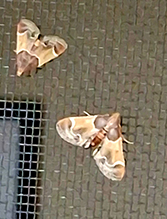 meal moth 04