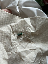 Click to enlarge metallic bluish-green cuckoo wasp 14