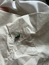 Click to enlarge metallic bluish-green cuckoo wasp 15
