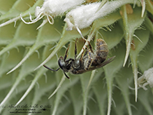 metallic sweat bee