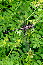 Click to enlarge midland clubtail 07