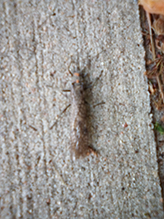 Midwestern salmonfly 03