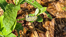 Monarch 69