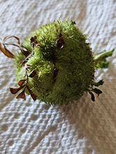 mossy rose gall wasp - Featured photo