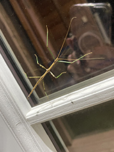 Click to enlarge northern walkingstick 35