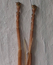 Click to enlarge northern walkingstick 36
