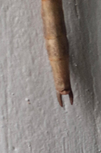 Click to enlarge northern walkingstick 37