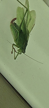 Click to enlarge oblong-winged katydid 14