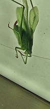 Click to enlarge oblong-winged katydid 15