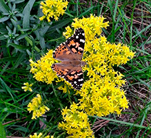 Painted Lady 45