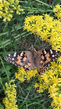 Painted Lady 46