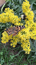 Painted Lady 47