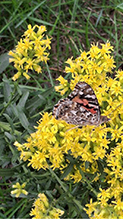 Painted Lady 49
