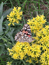 Painted Lady 50