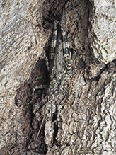 Click to enlarge pine tree spur-throat grasshopper 02
