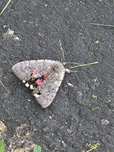 pink underwing 07