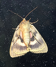 Click to enlarge pink underwing 08